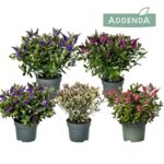 Hebe mix don. 15 cm