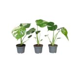 Monstera Thai Constellation wys. 40 cm don. 12 cm