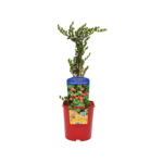 Żurawina wielkoowocowa, wys. 20-40 cm don. 2 l