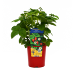 Poziomka wys. 30 cm don. 2 l