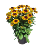 Rudbekia XL wys. 50 cm
