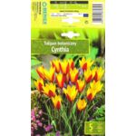 Kapers Tulip - Tulipan Cynthia 6/7 5 szt.