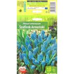 Kapers Muscari Armeniacum - Szafirek Armeński 7/8 10 szt.