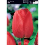 Tulip - Tulipan Triumph Red 12/+ 1 szt.