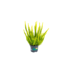 Calluna vulgaris Skyline mix tray 12 cm