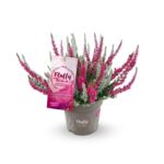 Calluna vulgaris "Fluffy Kiss" 11 cm
