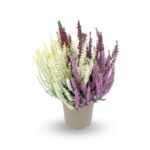 Wrzos pospolity Garden Girls Lavendel Cream don. 11 cm