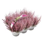 Wrzos pospolity Garden girls 6-pak don. 9,5 cm wys 15 cm