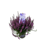 Wrzos D11 Lavendel Gj wys. 25 cm don. 11 cm
