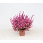 Wrzosiec delikatny don. 12 cm wys. 20 cm mix