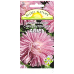 Aster chryzantemowy ariel różowy + polan