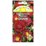 Aster karłowy ognik karminowy z żółtym środkiem + polan