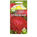 Aster piwoniowy stanisław karminowy + polan