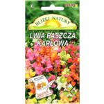 Lwia paszcza karłowa mix