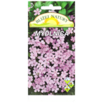 Mydlnica różowa + polan