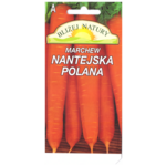 Marchew jadalna nantejska Polana średniowczesna 3 POLAN