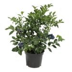 Borówka amerykańska wys. 30-40 cm, don. 1,5 l