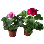 Pelargonia rabatowa Flower Fairy Pink wys. 25 cm don. 12 cm