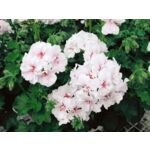 Pelargonia bluszczolistna Blanche Roche
