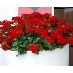 Pelargonia Champion wys. 30 cm don. 12 cm