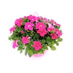 Petunia Veranda wys. 25 cm don. 12 cm