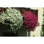 Petunia surfinia Hot Pink wys. 30 cm don. 12 cm