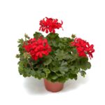Pelargonia Super Cascade wys. 35 cm don. 12 cm