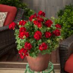 Pelargonia Calioppe Red wys. 35 cm don. 12 cm