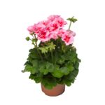 Pelargonia Calioppe Rose Splash wys. 30-35 cm don. 12 cm