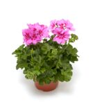 Pelargonia bluszczolistna Temprano Maxime wys. 35 cm don. 12 cm