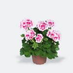 Pelargonia rabatowa Americana White Splash wys. 35 cm don. 12 cm