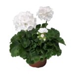 Pelargonia rabatowa Classic White wys. 35 cm don. 12 cm