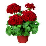 Pelargonia rabatowa Diabolo wys. 35 cm don. 12 cm