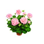 Pelargonia rabatowa Helena wys. 35 cm don. 12 cm