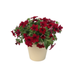 Petunia crazytunia Mandeville wys. 35 cm don. 12 cm