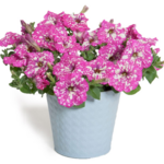 Petunia Baby Doll wys. 30 cm don. 12 cm