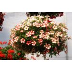 Petunia crazytunia Knight Rider, Cherry Cheesecake, Cherry Mandeville wys. 26 cm don. 12 cm