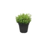 Oregano don.14 cm