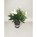 Oleander don.14 cm