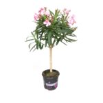 Oleander na pniu