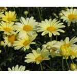 Argyranthemum wys. 30 cm don. 10 cm