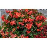 Begonia Dragon Red wys. 35 cm don. 17 cm