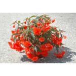Begonia w wiszącej donicy wys. 30 cm don. 23 cm