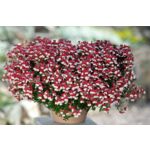 Sunsatia/Nemesia wys. 30 cm don. 12 cm