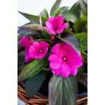 Niecierpek nowogwinejski