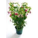 Fuksja wys. 25 cm don. 10,5 cm