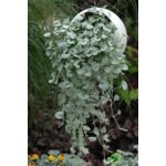 Dichondra don. 10,5 cm