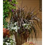 Trawa Vertigo wys. 80 cm don. 17 cm