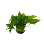 Wilec wys. 25 cm don. 10,5 cm