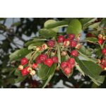 Świdośliwa olcholistna Krasnojarskaja